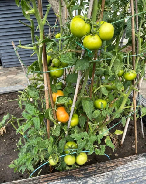 tomatoes-mob