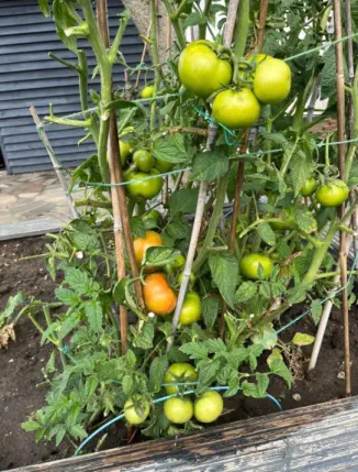 tomatoes