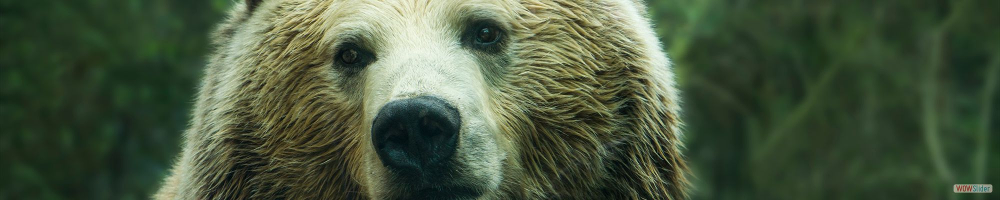 bear